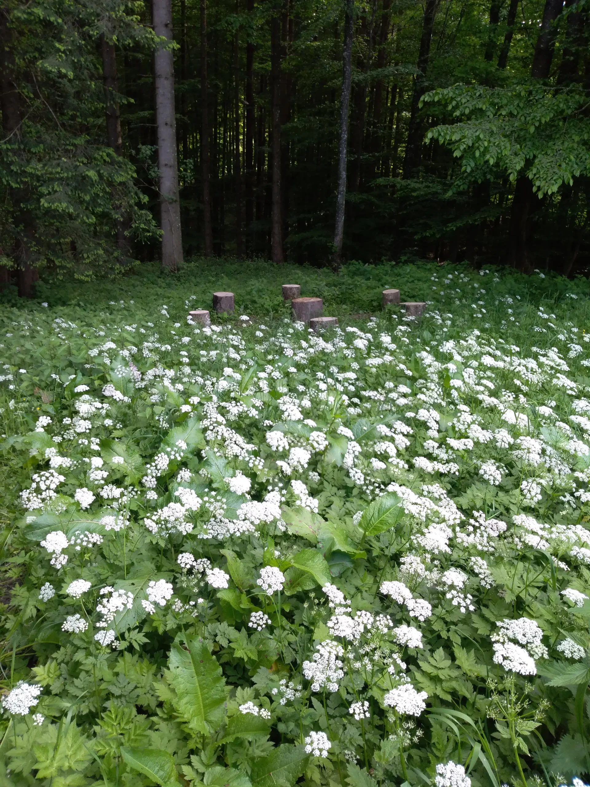 Grüne Wiese mit weißen Blümchen vor einem Wald