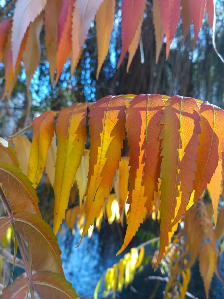 Nahaufnahme von Herbstblättern