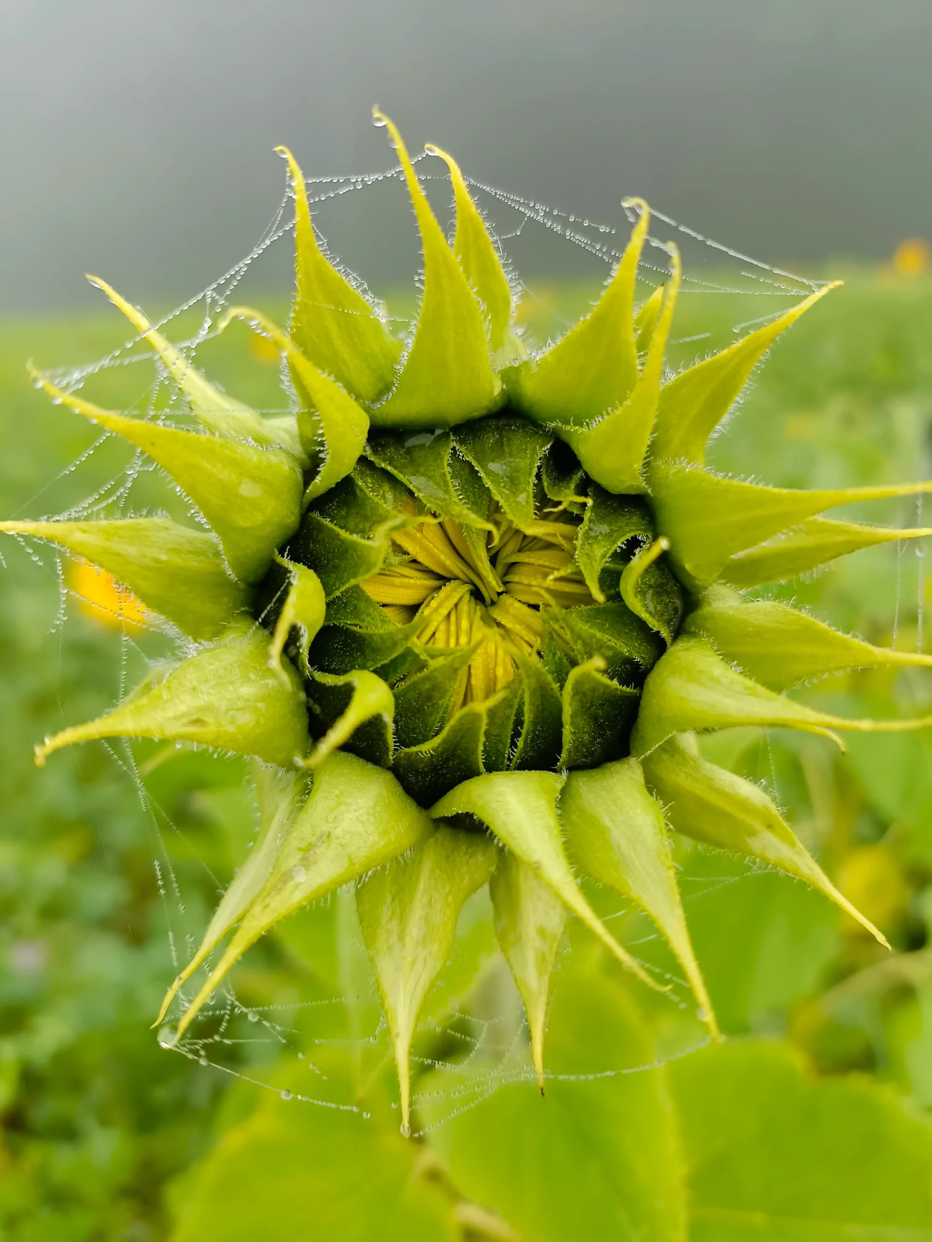 Geschlossene Sonnenblume mit Spinnfäden und Tautropfen am Morgen