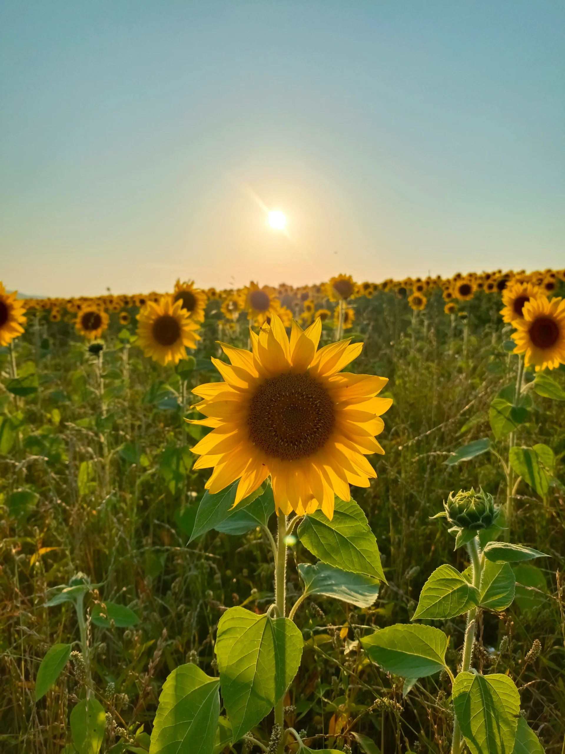 Blick auf ein Sonnenblumenfeld